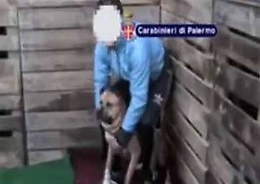Palermo, carabinieri fermano lotta clandestina tra cani