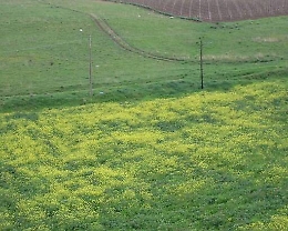 San Cataldo, primi verbali dei vigili urbani per chi non elimina l’erba