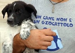 Sconto sulla tassa dei rifiuti per chi adotta un cane
