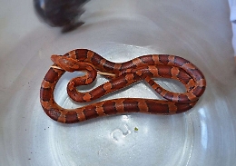 Serpente tropicale sul bordo di una strada Allarme di Legambiente &laquo;Chi l&rsquo;ha portato qui? &raquo;