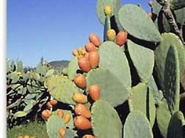 Sicilia a km zero circuito d’eccellenza dei prodotti locali