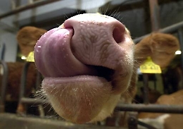 Sicilia alla guerra del prezzo del latte Quello ovino pagato meno che in Sardegna