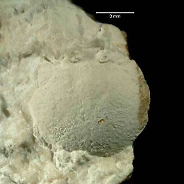Sicilia: trovato il “nonno” preistorico dei granchi, grande pochi millimetri