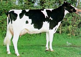 Tracciabilità formaggi siciliani ricerca dell’Università di Palermo