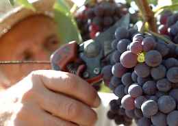 Truffa e riciclaggio, indagati proprietari della cantina Calatrasi