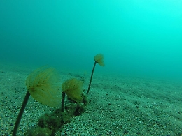 Le foto subacquee che Emmanuel amava scattare