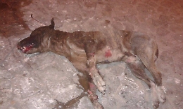 Cane torturato e bruciato a Caltanissetta. WWF lancia allarme maltrattamenti e zoomafia