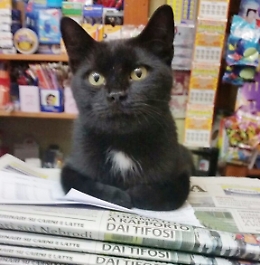 La Giornata del Gatto Nero: ecco le foto dei vostri bellissimi mici