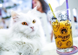 "Cat caf&egrave;" e "dog restaurant": come cambia la cultura sugli animali