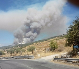 Pinete e aziende agricole distrutte da roghi nel ragusano
