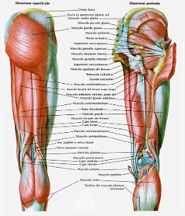 Messina, nasce E-Motion, un sensore per monitorare ossa e muscoli