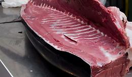 Dodici esemplari di tonno rosso in un furgone: sequestrati perchè non tracciabili