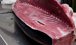 Quattro quintali di tonno sequestrati a Isola delle Femmine: erano privi di tracciabilità