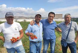 Sulla piana di Licata è tornato il pomodoro "Buttiglieddru"