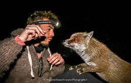 La volpe dell'Etna e il suo &laquo;amico&raquo;