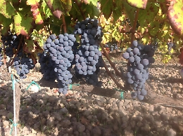 Vino siciliano, tre motivi per cui l&rsquo;Etna &egrave; un&rsquo;isola nell&rsquo;isola