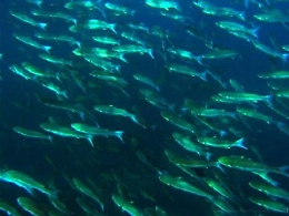 Approvati i bandi per il rilancio del settore ittico siciliano