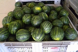 Pachino, dopo la crisi dei pomodorini ora sono a rischio anche le mini angurie