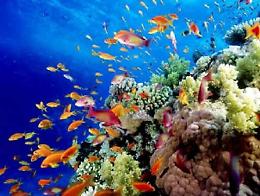 Barriere coralline del Mediterraneo a rischio per i cambiamenti climatici