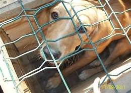 Catania, cane in catene Tribunale conferma sequestro