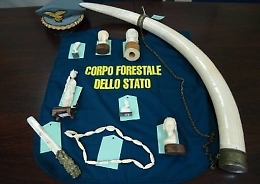 Catania, zanne di elefante esposte in vetrina: denunciato