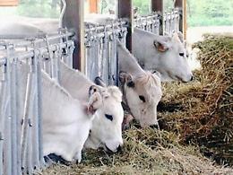 Permessi per sotterrare capi di bestiame