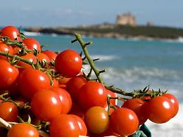 «Pomodoro, il rivale dell'Isola non è il Marocco ma l'Olanda»