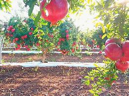 «La ricchezza del melograno»