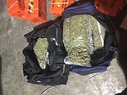 Catania, marijuana nascosta tra zenzero e avogado