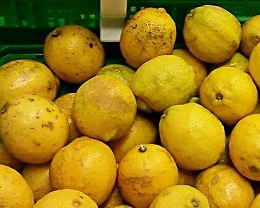 Palermo, ruba limoni in terreno privato: arrestato
