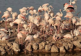 Sos fenicotteri rosa: l’Enel “innaffierà” le Saline di Priolo per salvare i pulcini
