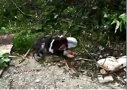 Borgetto, randagio abbandonato con un masso legato al collo