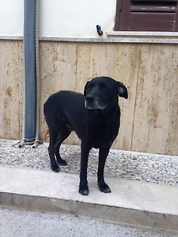 Leo sta guarendo Migliora il cane che ha commosso tutta l'Italia