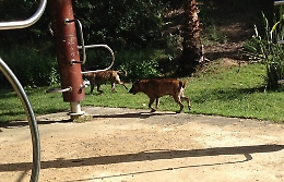 Deiezioni cani, 80 contenitori a cominciare dalla zona di Vulcania