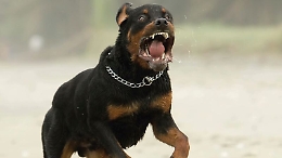 Rottweiller aggredisce due bambine
