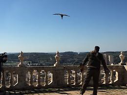 Noto, falchi e poiane per liberare il barocco dall'attacco dei piccioni