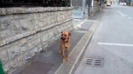 Animali, in un anno smarriti in Italia 55.000 cani e gatti: 1.300 a Catania