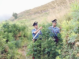 Palma, coltivava marijuana a casa 
Arrestato un carabiniere