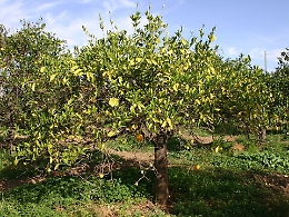 «Così il virus Tristeza farà sparire in due anni gli agrumeti in Sicilia»