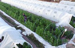 Serra di cannabis nascosta in un terreno agricolo a Patern&ograve;: sequestrati due chili di marijuana, denunciato un 50enne