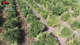 Il video della piantagione di marijuana scoperta in un aranceto a Paternò