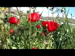 Coronavirus, la scommessa di Tony Rocchetta per il rilancio della Sicilia