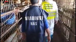 Paternò, Nas scopre e sequestra mattatoio abusivo