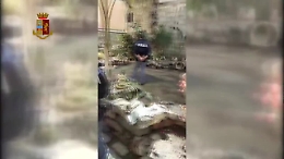 Catania, il negozio abusivo di animali protetti