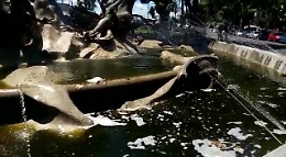 Catania, nella fontana di Proserpina galleggiano schiuma, sporcizia e animali morti