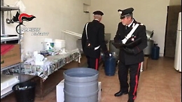 Raffadali, il caseificio degli orrori: topi morti vicino ai formaggi da vendere