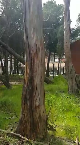 L' Oasi di San Bernardo in stato di abbandono