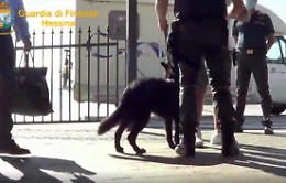 Mezzo chilo di coca dalla Calabria alla Sicilia: corriere fermato a Messina