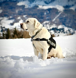 Spoke torna sulle Dolomiti per fiutare esplosivi
