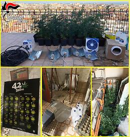 Catania, piantagione di marijuana scovata in un appartamento in vendita